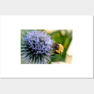 Small Globe Thistle With Bee 10 Posters and Art